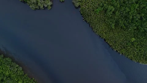 Top down drone view of mangrove lagoon and coastal wetland waters. Stock Footage 337373584