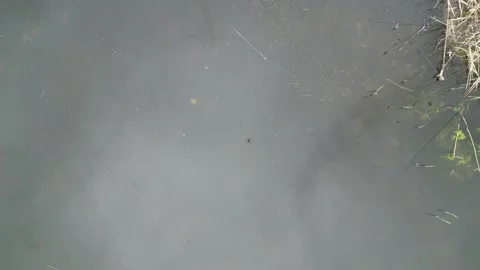 Top down drone view of a misty pond edge with dry reeds Stock-Footage 348170921
