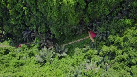 Top Down Drone View of Mountain Stairway Through Tropical Forest Stock Footage 345217120