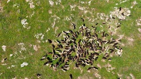 Top down Drone view of moving sheep and lambs herd feeding on field Stock Footage 243156889
