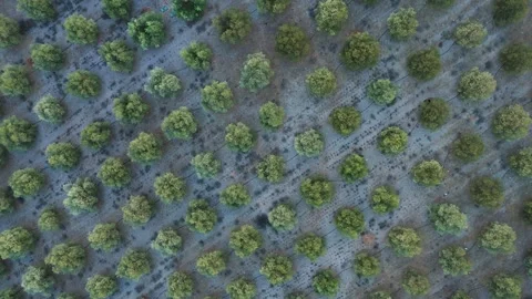 Top-down drone view of neatly planted olive trees arranged in geometric rows Stock Footage 344904135