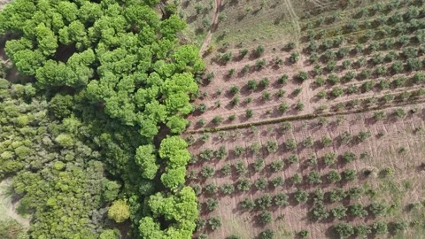 Top down drone view over the agriculture field. Stock Footage 289579052