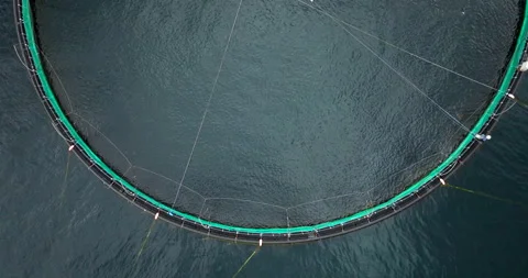 Top down drone view over jumping Atlantic salmon in marine pen at feeding time Stock Footage 317884660