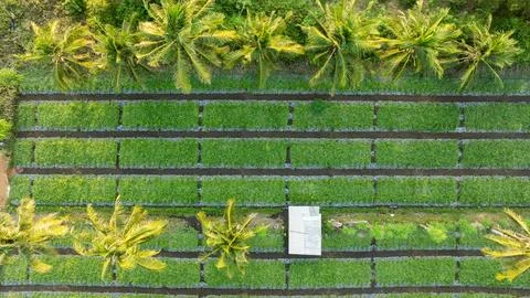 Top down drone view of palm lined farm plots Stock Photos