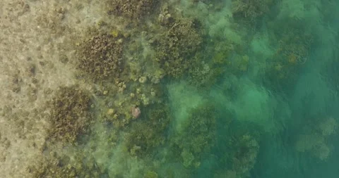 Top-down drone view panning over turquoise tropical water and coral reef Video stock 331113458