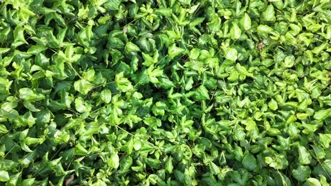 Top Down Drone View of Passion Fruit Farm Stock Footage 333513766