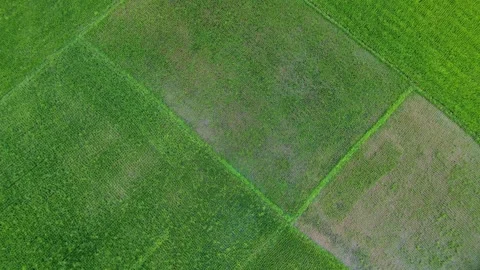 Top Down Drone View of Patchwork Green Farmland Fields. Stock Footage 331091496
