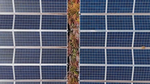 Top-down drone view of photovoltaic arrays divided by a vegetated strip Stock Footage 345833604