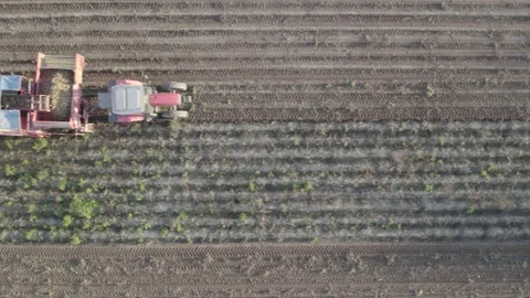 Top-down drone view of a potato harvesting machine in a field, Agricultural.. Video stock 316707498