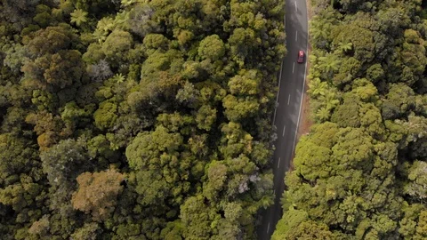 Top-down drone view of a red car driving on a road through a thick green Stock Footage 105278304