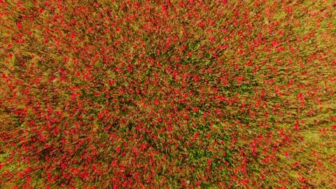 Top Down Drone View Of Red Poppy Field - Endless Summer Wildflower Carpet Stock Footage 331905158