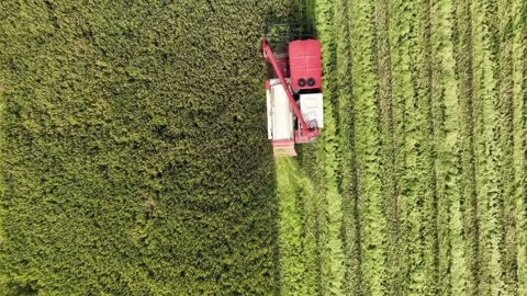 Top down drone view of red combine harvester working in grain field Stock-Footage 332869834