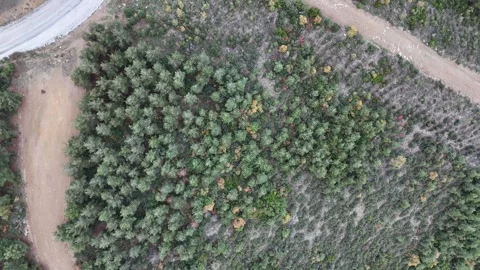 A Top-Down Drone View Reveals a Lush Autumn Forest with Subtle Fall Color Stock Footage 313432927