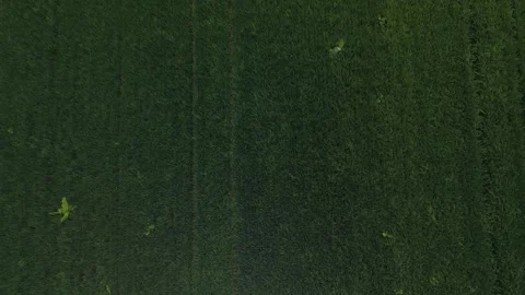 Top-Down Drone View of Rice Field with Dense Green Rice Crop Pattern Stock Footage 338038101