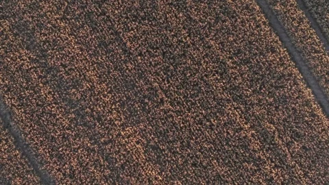 Top-down drone view of a ripened wheat field creating a rich natural texture. Stock Footage 337622078