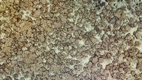 Top Down Drone View of Shallow Coral Formations in Clear Tropical Water Видео 340899427