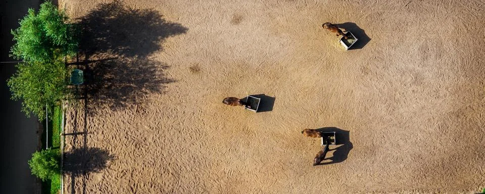 Top-down drone view shows four horses feeding from metal hay boxes inside s.. Stock Photos