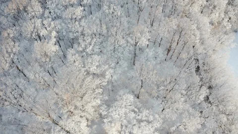 Top down drone view of snow covered trees after a new snow during a snowstorm Stock Footage 125287782