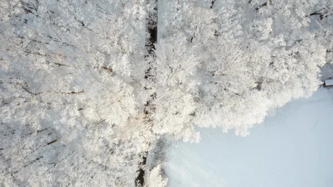 Top down drone view of snow covered trees after a new snow during a snowstorm Stock Footage 125287792