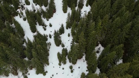 Top-Down Drone View of Snow-Covered Pine Forest in Foggy South Tyrol, It 库存影片 335936968