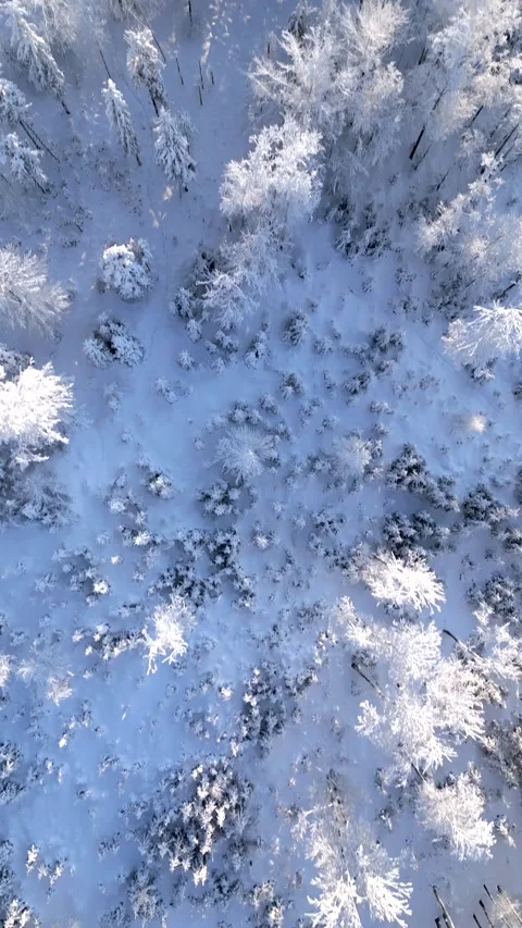 Top down drone view of a snow-covered winter forest with frosted tree crowns. Stock Footage 337959047