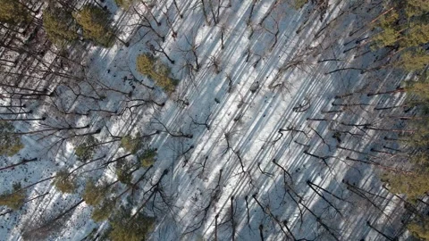 Top-down drone view of snowy winter forest with bare and evergreen trees Stock Footage 312769517