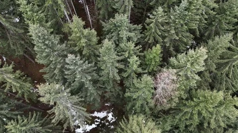Top-Down Drone View of Snowy Pine Forest in Foggy South Tyrol, Italy Vídeo Stock 336008871