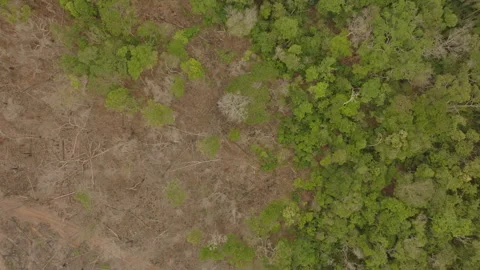 Top-down drone view of the southern Amazon rainforest showing intact forest Stock Footage 340295021
