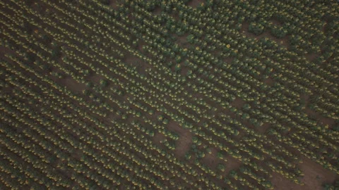Top Down Drone View of Sunflower Rows Near Kaplna, Slovakia Stock Footage 341159682