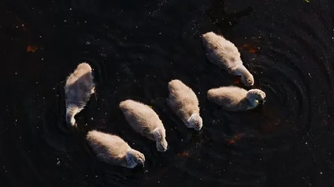 Top Down Drone View Of Swan Cygnets Swimming In Dark River At Sunrise Stock Footage 328834519