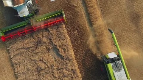 Top-down drone view of two combine harvesters cutting ripe cereal side by side Vídeo Stock 346251115