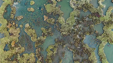 Top Down Drone View of a Vibrant and Textured Wetland in Autumn Stock Footage 317081053
