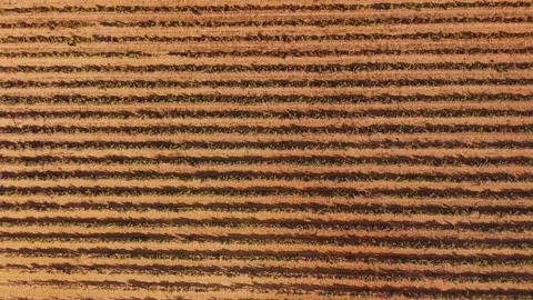Top-down drone view of vineyard rows near Gigaro, France, creating repetitive Stock Footage 348622518