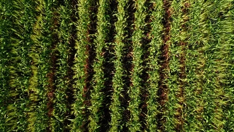 Top Down Drone View of Wheat Rows and Field Patterns in Summer Stock Footage 342011096