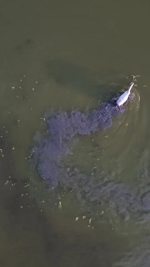 Top-Down Drone View of White Horse Walking Through Shallow Lagoon Stock Footage 339299208