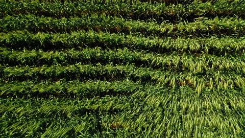 Top Down Drone View of Wind Blown Wheat Field in Summer Video stock 342015168