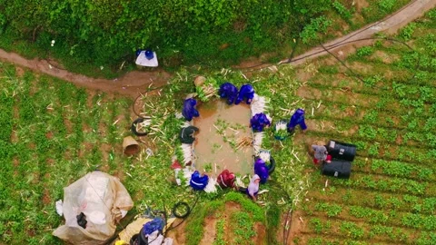 Top down drone view of workers washing root vegetables in rainy Atok Benguet Vídeo Stock 331119281