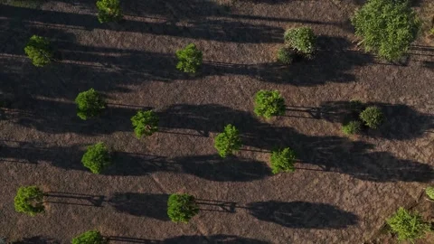 Top-Down Drone View of Young Trees Casting Long Shadows Stock Footage 318717267