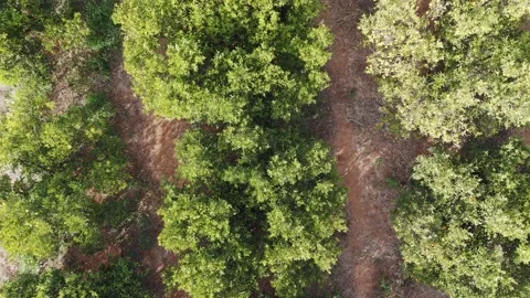 Top-Down Drone Views of Orange Trees 스톡 동영상 261978649