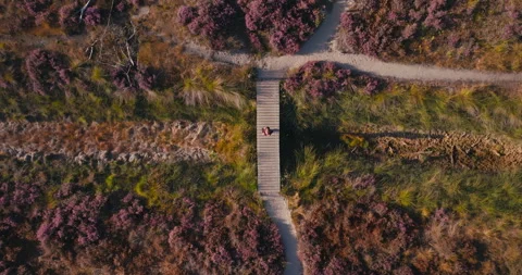 Top Down Drone Zoom Out of Hiker Crossing Footbridge Through Purple Heather Stock Footage 345272415