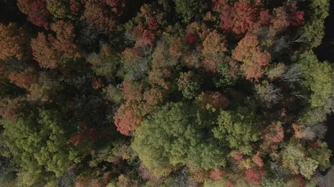 Top down Fall trees Stock Footage 145955985