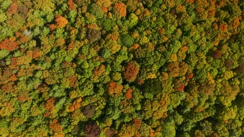Top down fall trees high Stock Footage 256938419