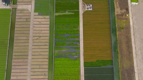 Top down farm fields with crop patterns in Dutch rural area Stock Footage 336872282