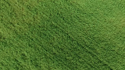 Top down farmland crop pattern with lush green grain plantation. Agricultural Stock Footage 336717825