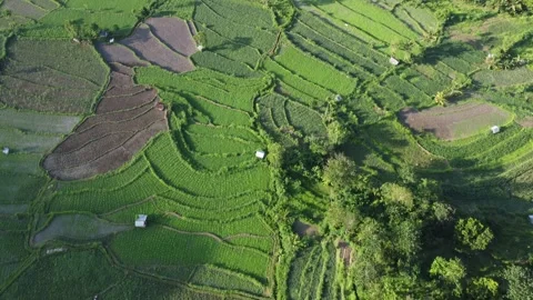 Top down fast aerial over rice fields Stockbeeldmateriaal 329251350