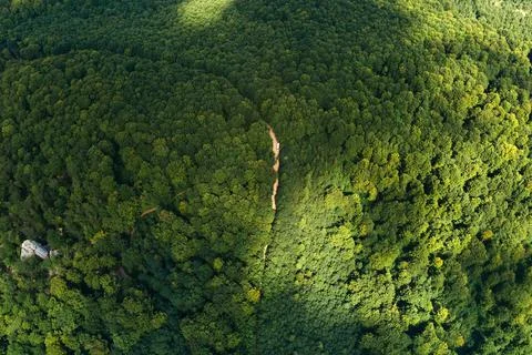 Top down flat aerial view of dark lush forest with green trees canopies in su Stock Photos