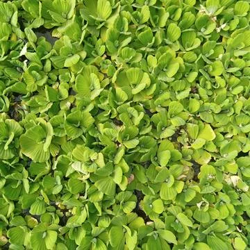 Top down flat view dense green water lettuce floating aquatic plants Stock Photos