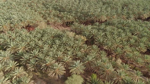 Top down flight over date palm orchard yard. Aerial 4K. Stock Footage 196827345