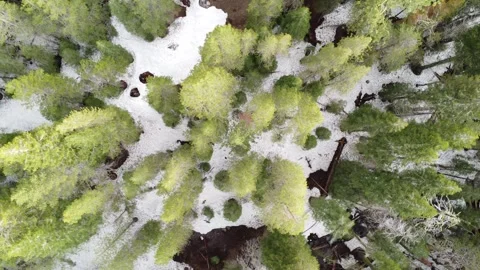 Top Down Flight over Pine Woods with Snow near Truckee California Stock Footage 245882653