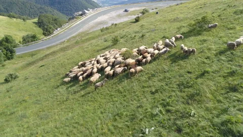 Top down of flock of sheep grazing on a lush green field Stock Footage 135808337